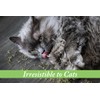 Van Ness Fresh-Nip Catnip, 1-Ounce