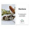 Go Do Good Hook Earrings - Banksia
