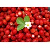 Seeds Wild Strawberry Alexandria 100+ Seeds to Grow Perennial