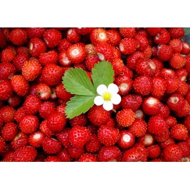 Seeds Wild Strawberry Alexandria 100+ Seeds to Grow Perennial