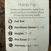 Hardy Dwarf Fig Tree Grown for Container Gardening and Zones