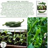 Anaheim Chili Pepper Seeds for Planting (Capsicum annuum) – 100+