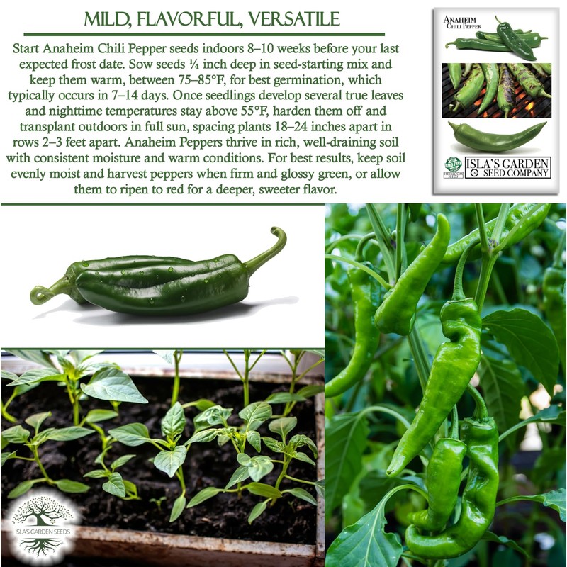 Anaheim Chili Pepper Seeds for Planting (Capsicum annuum) – 100+