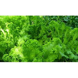 3000 Southern Giant Curled Mustard Greens Vegetable Seeds Brassica juncea - Non-GMO - Always Fresh Seeds! - Planting Seeds for Home Vegetable Garden