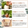 [Global Box] Potted Plants Watering Pottery Unglazed Watering Plants Plants