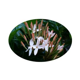 Shady Lady TM White Ixora Tropical Live Plant Flower Starter Size 4 Inch Pot Emerald Goddess Gardens Tm