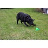 Activity4Dogs Dog Toy for Large Dogs, Ball with Loop, Set