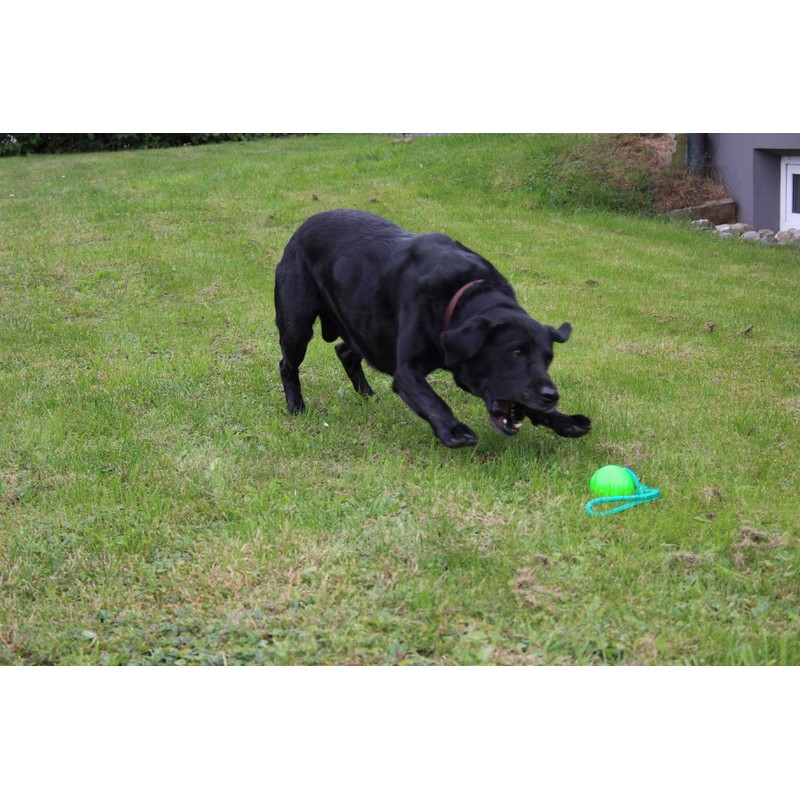 Activity4Dogs Dog Toy for Large Dogs, Ball with Loop, Set