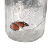 Fangfang LED Lamp Romantic Glass Animated Butterfly Jar Gift Decoration