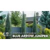Blue Arrow Juniper | 1 Large Trade Gallon Size Plant