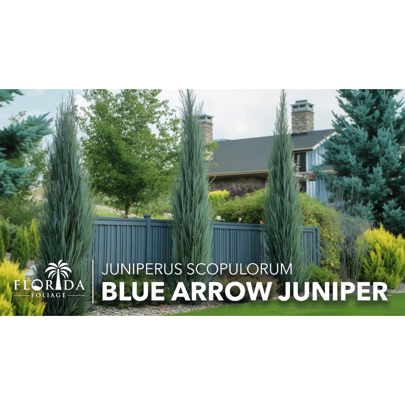Blue Arrow Juniper | 1 Large Trade Gallon Size Plant