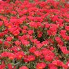 Outsidepride Purslane Toucan Scarlet - 100 Seeds