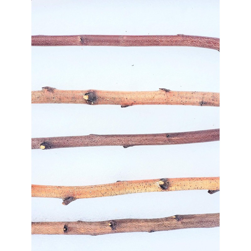 Tin Roof Treasure 4ft. Birch Pole Assortment, 4 pc. for