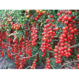 CEMEHA SEEDS - Vine Red Tomato Indeterminate Non GMO Vegetable for Planting