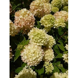 Live Plant from Green Promise Farms - Little Lime Panicle Hydrangea #2 Gallon Size Container Green Flowers