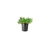 Juniper Blue Chip | 3 Live Gallon Size Plants |