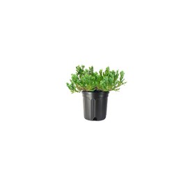Juniper Blue Chip | 3 Live Gallon Size Plants | Juniperus Horizontalis | Evergreen Cold Hardy Drought Tolerant Groundcover