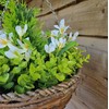 Best Artificial Mini Daffodil Display in 10 inch Woven Decorative