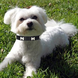 HALFSUMO Leather Dog Collar Dog Collar Combo Set Dog Collars Adjustable Puppy Collar for Small Medium Dogs Cats Black S