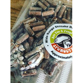 2funguys Shiitake Plug Spawn Starter Kit - Grown Your Own Mushrooms