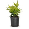 2.5 Gal - Variegated Gold Dust Aucuba, Live Evergreen Shrub