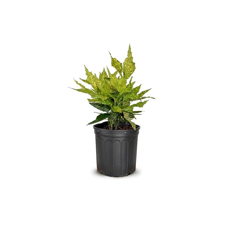 2.5 Gal - Variegated Gold Dust Aucuba, Live Evergreen Shrub