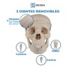 Zeigen Modelo Anatómico Del Craneo Humano Sin Cerebro