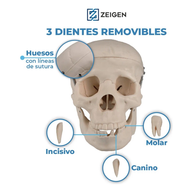 Zeigen Modelo Anatómico Del Craneo Humano Sin Cerebro