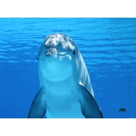 Rogue River Tactical Blue Dolphin Kitchen Glass Cutting Board Decorative Gift Design