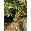 Santiam Nursery Wild Hawthorn tree, Crataegus monogyna ，Chinese Hawthorn's rootstock
