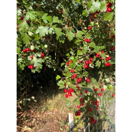 Santiam Nursery Wild Hawthorn tree,  Crataegus monogyna ，Chinese Hawthorn's rootstock 野山楂，山楂砧木