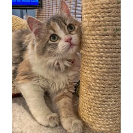 SGT KNOTS Cat Scratch Post Rope - Natural, Twisted Sisal Rope for Cat Scratching (1/4", 1/2")