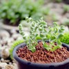 200PCS/BAG Green Succulents for DIY Bonsai and Potted Flowers -