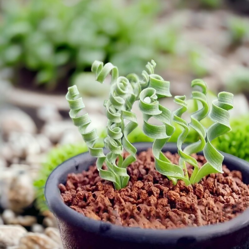200PCS/BAG Green Succulents for DIY Bonsai and Potted Flowers -