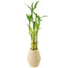 Arcadia Garden Products 5-Stem Lucky Bamboo, Live Indoor Plant in