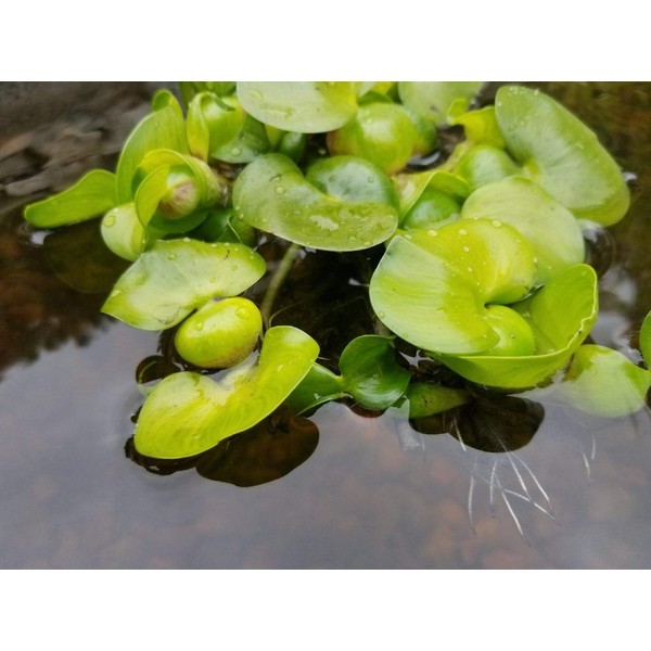 Water Hyancinth - Floating Live Pond Plant