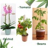 Plant Stakes,12 Inches Natural Garden Bamboo Sticks,BOVITRO 20Pcs Plant Support