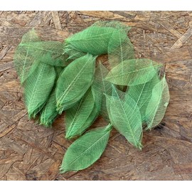 100 Pcs 4-5 Inch Skeleton Leaves Rubber Tree Natural Scrapbooking Craft DIY Card Wedding, Large Leaves (Green Color)