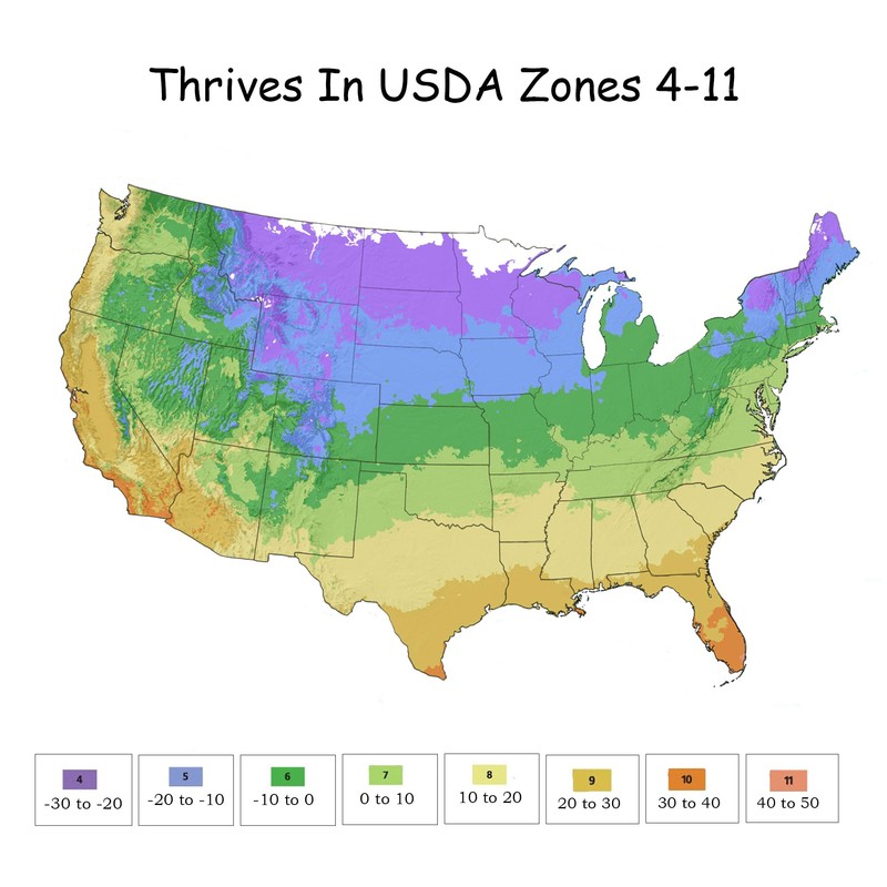2 Gallon Drift Rose Popcorn Shrub