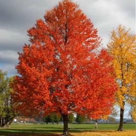 Tree Sun Valley Red Maple Tree - Live Plant - 20-28" Tall - Gallon Pot - Ships Potted