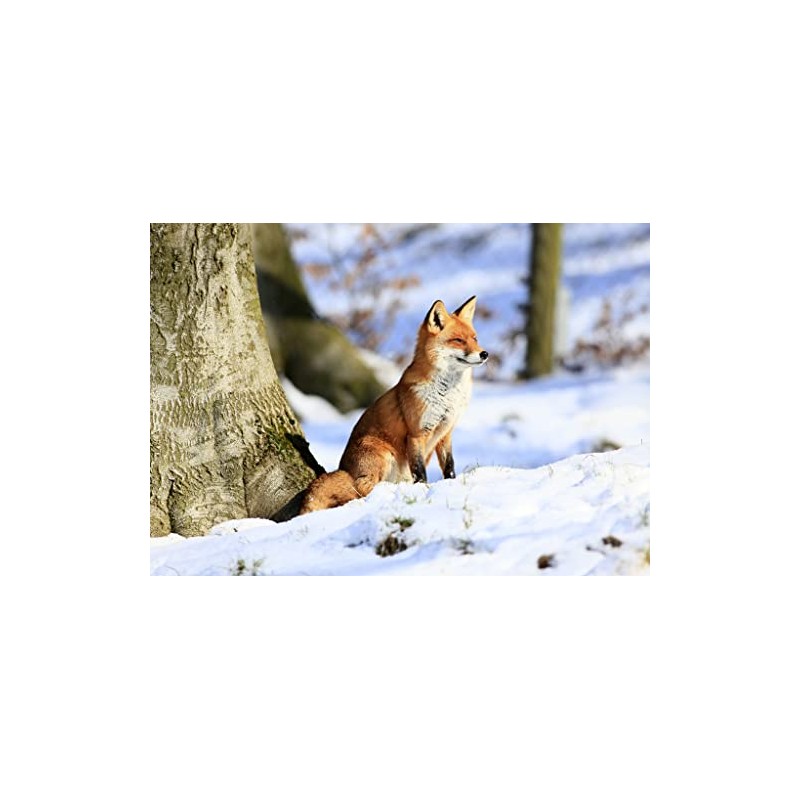 Lais Puzzle Fox 1000 Pieces