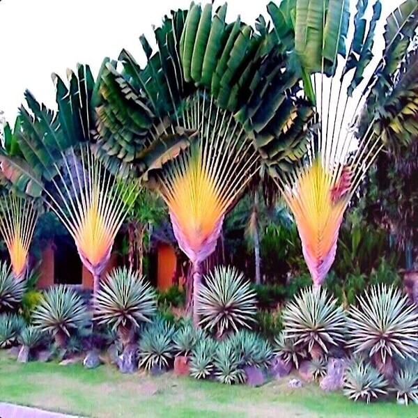 Travelers Palm Tree Seeds (Ravenala madagascariensis) Bird of Paradise Plant