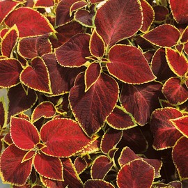 Outsidepride Coleus Wizard Scarlet - 100 Seeds