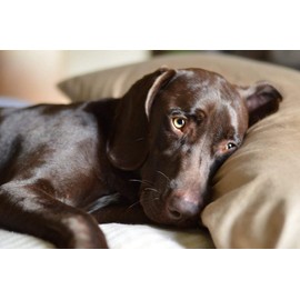 Puppy Joint Supplement - Dog Hip and Joint Support - Premium Formula - Dog Bites Healthy - glucosamine chondroitin for Dogs Treat - 2 Bottle (240 Chews)