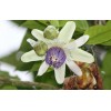 Passiflora popenovii | Granadilla de Quijos | 5_Seeds
