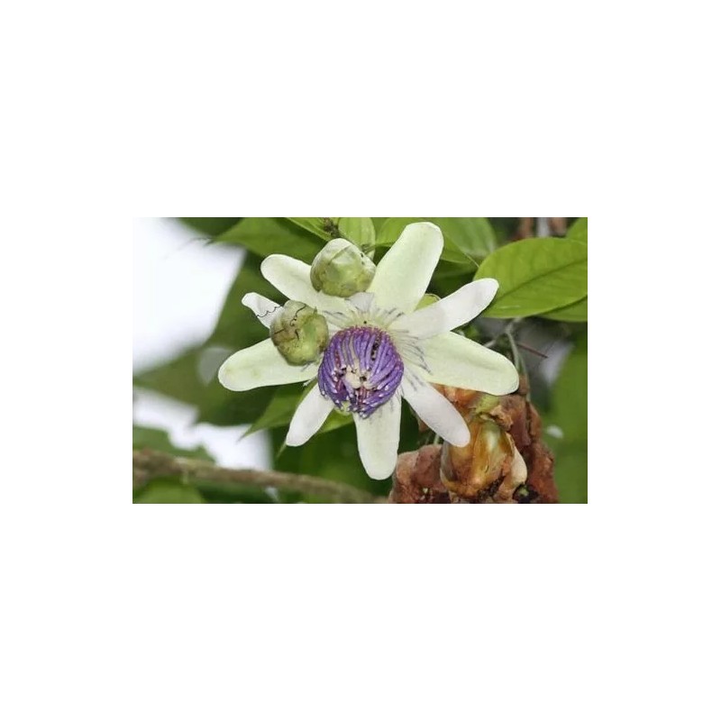 Passiflora popenovii | Granadilla de Quijos | 5_Seeds