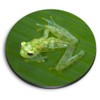 1 x Round MDF Magnet - Glass Frog Jungle Frogs