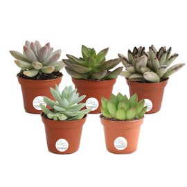 Costa Farms Clean Air-O2 For You Live House Plant Collection 4-Pack, Assorted Foliage, 4-Inch, Green