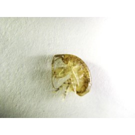 100 Amphipods + Tisbe Copepods 16oz. Amphipods by RUSALTY Live Fish Food Pods