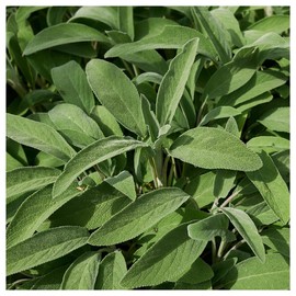 Everwilde Farms - 1/4 Lb Organic Broadleaf Sage Herb Seeds - Gold Vault